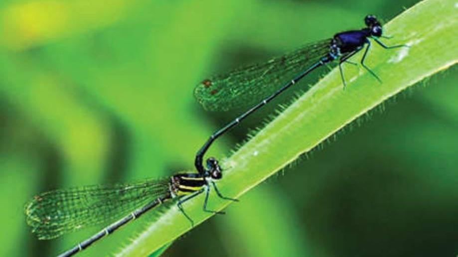Thanthirimalaya Insect തുള്ളിക്കൊരു കുടം മഴ: കൗതുകക്കാഴ്ചയായി തുമ്പികളുടെ പ്രണയസല്ലാപം