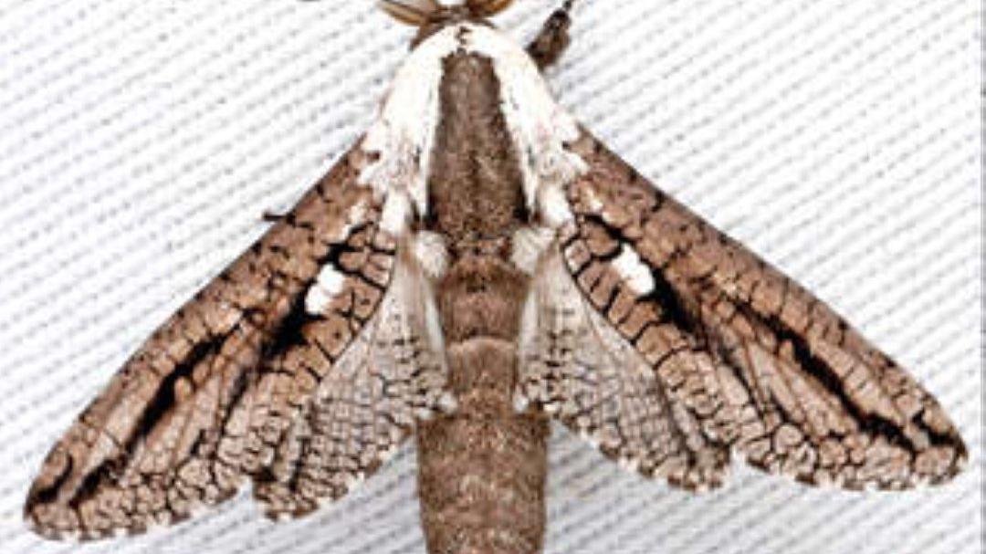 Mathali Insect മരങ്ങൾ തുളച്ച് മുട്ടയിടുന്ന സ്വഭാവക്കാരൻ, ഇത് തോട്ടപ്പള്ളി തച്ചന് ...