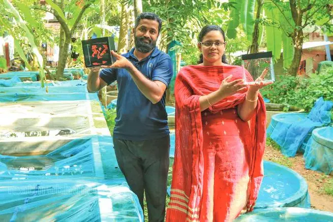 500-ല്പരം ഇനങ്ങള്, 50 മുതല് 5000 രൂപ വരെ വില; 'ഗപ്പി' പഴയ ഗപ്പിയല്ല