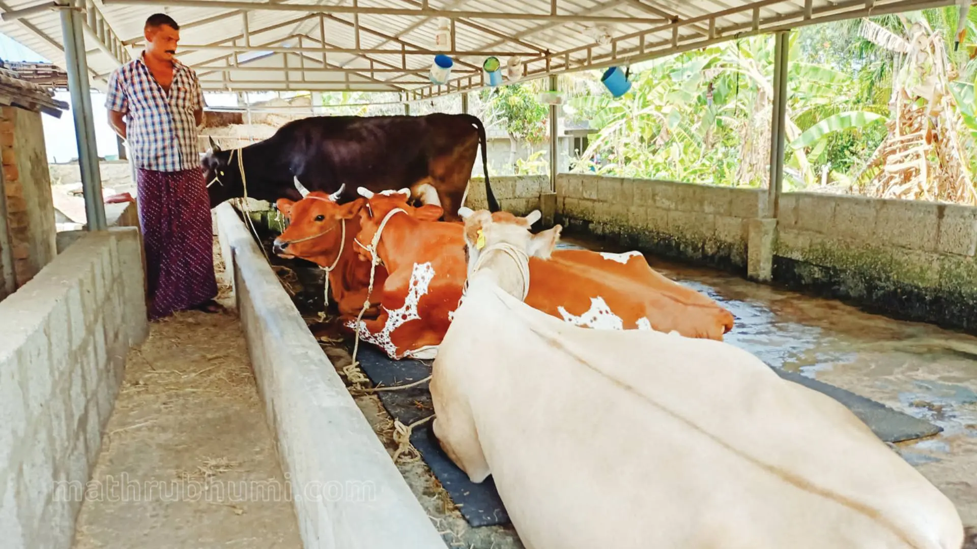 ജോബറ്റ് കന്നുകാലി വളര്ത്തല്കേന്ദ്രത്തില്