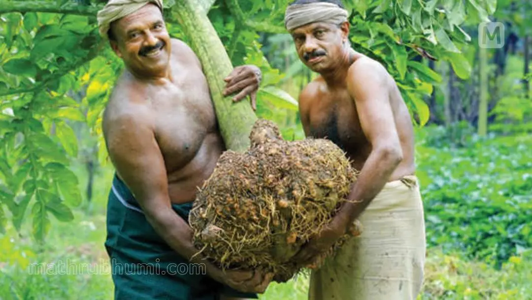 ബാലചന്ദ്രന് നായരും സഹായിയും കൃഷിയിടത്തില്