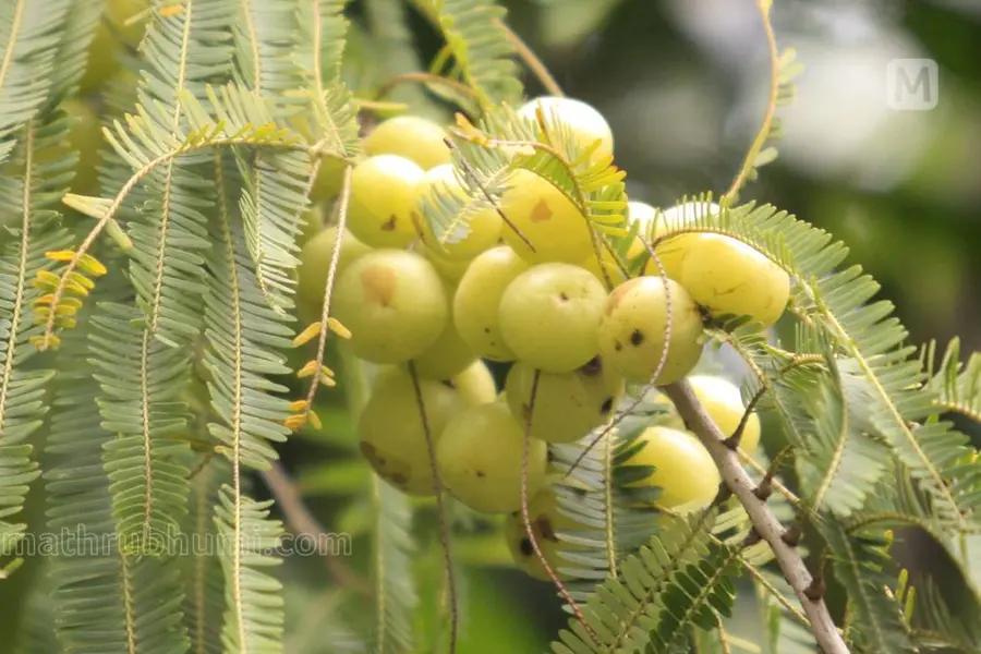 പതിവായി നെല്ലിക്കാ ജ്യൂസ് കുടിച്ചാല്; ആരോഗ്യഗുണങ്ങള് അറിഞ്ഞിരിക്കാം