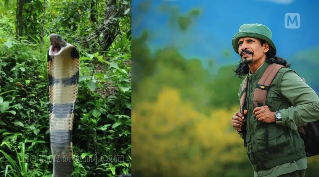 രാജവെമ്പാല.എന്‍.എ നസീര്‍