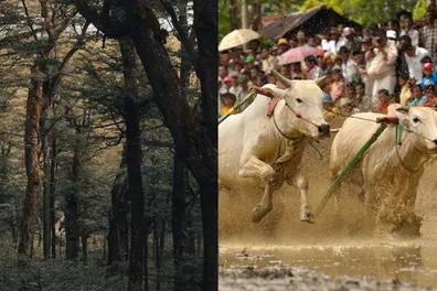 Permission to cut sandalwood; legal backing for traditional bull races: What’s Kerala’s new plan?