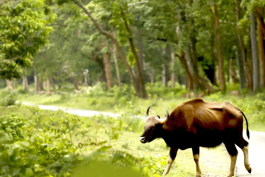 bison