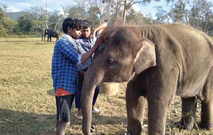 മുതുമലയിലെ കുട്ടിയാന അമ്മു പാപ്പാന്മാരുടെ പരിചരണത്തിനിടെ | ഫോട്ടോ: മാതൃഭൂമി ഇ പേപ്പർ
