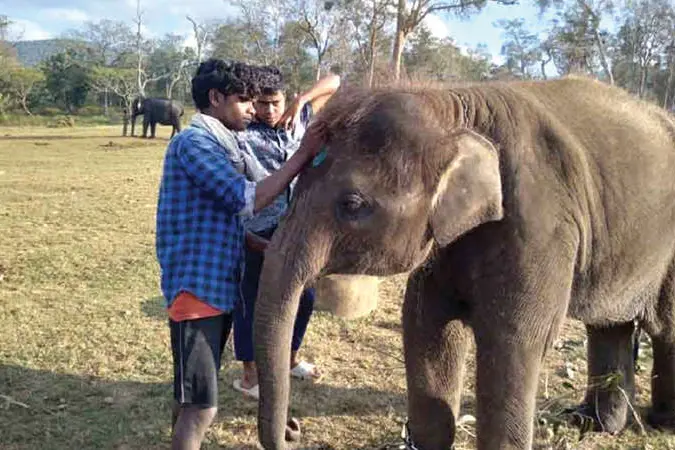 അരുമയാണിന്ന് അമ്മു, ഇവളുടെ വികൃതിയാസ്വദിക്കാനായി മാത്രം മുതുമലയിലെത്തുന്നവരുണ്ട്