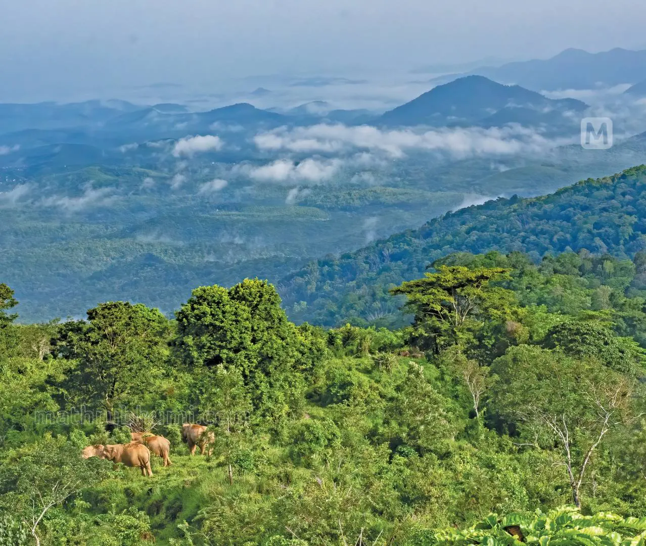 ശെന്തുരുണി യാത്രയിൽ നിന്നൊരു ദൃശ്യം