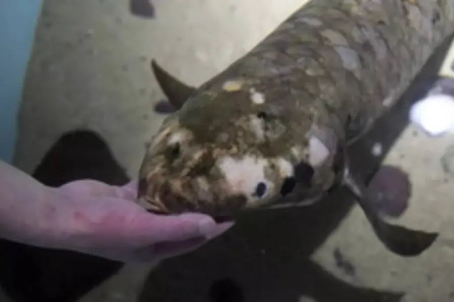 ലോകത്തിലെ ഏറ്റവും പ്രായമേറിയ അക്വേറിയം മത്സ്യം സാന്ഫ്രാന്സിസ്കോയില്