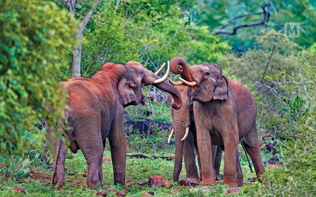 മുതുമലയിലെ ആനപ്പോര് | ഫോട്ടോ: എൻ.എ. നസീർ \ മാതൃഭൂമി