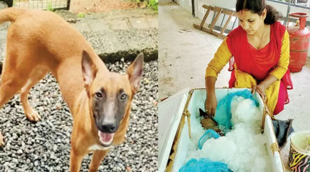 ബെല്ല (ഫയൽചിത്രം), ബെല്ലയുടെ ജഡം ഐസുനിറച്ച പെട്ടിയിലാക്കിയ നിലയിൽ. സമീപം ശാന്തിനി