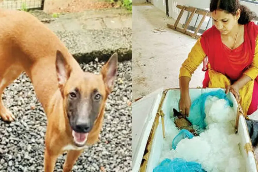 ജീവനുതുല്യം സ്നേഹിച്ച ബെല്ല മരിച്ചത് എങ്ങനെ?... കാരണമറിയാൻ നായയുടെ ജഡം സൂക്ഷിച്ച് ശാന്തിനി