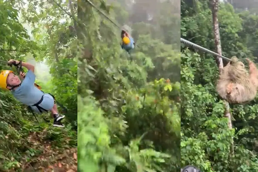 ഇതിപ്പോ എവിടെ നിന്ന് വന്നു? സിപ് ലൈൻ സഞ്ചാരിക്കരികിലേക്ക് ഒരു അപ്രതീക്ഷിത അതിഥി