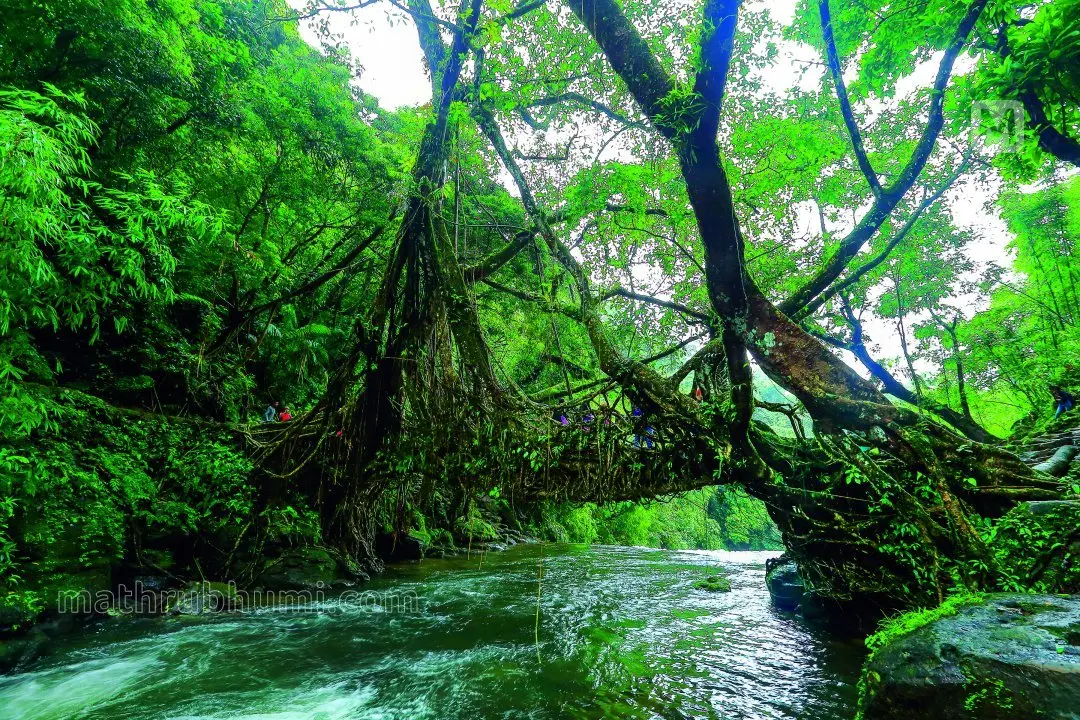 ഇന്ത്യ ബംഗ്ലാദേശ് അതിർത്തി പങ്കിടുന്ന മേഘാലയയിലെ ഡോക്കി പട്ടണത്തിലെ വേര് പാലം | ഫോട്ടോ എൻ. എം പ്രദീപ്
