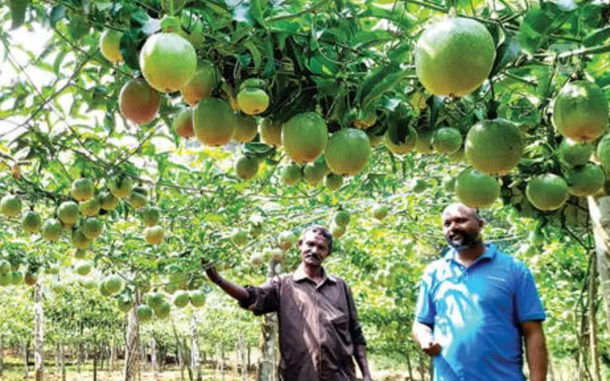 വരയാലിലെ പാഷന് ഫ്രൂട്ട് കൃഷിയിടത്തില് കെ.കെ. ബാലനും പി.ആര്. സുരേഷും