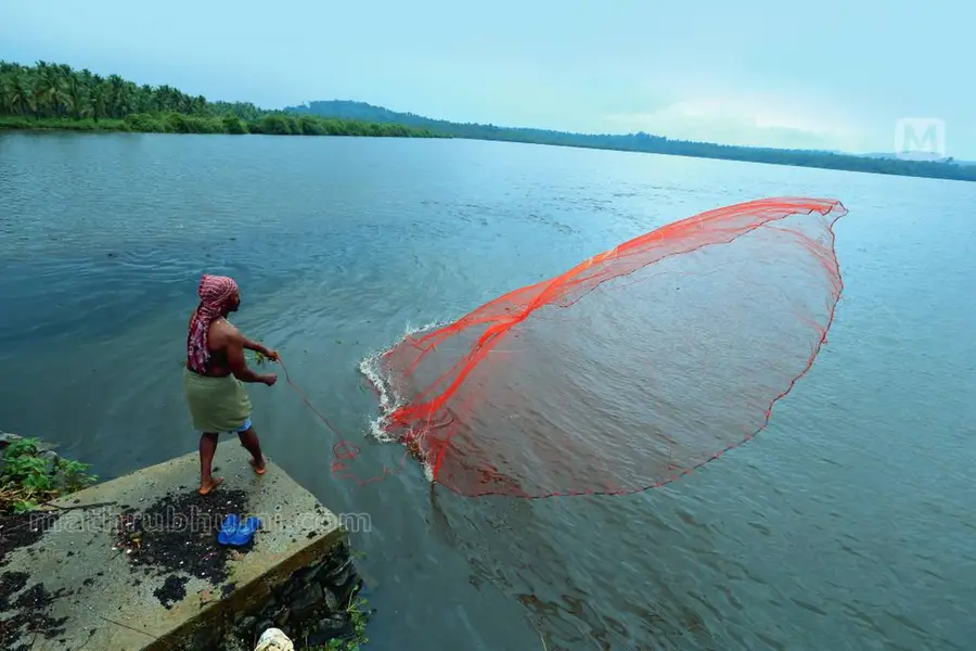 അകലാപ്പുഴയില്‍ വരൂ, കുട്ടനാടന്‍ രുചിയുള്ള കരിമീന്‍ കഴിച്ച് ശിക്കാരബോട്ടുകളില്‍ യാത്ര ചെയ്യാം