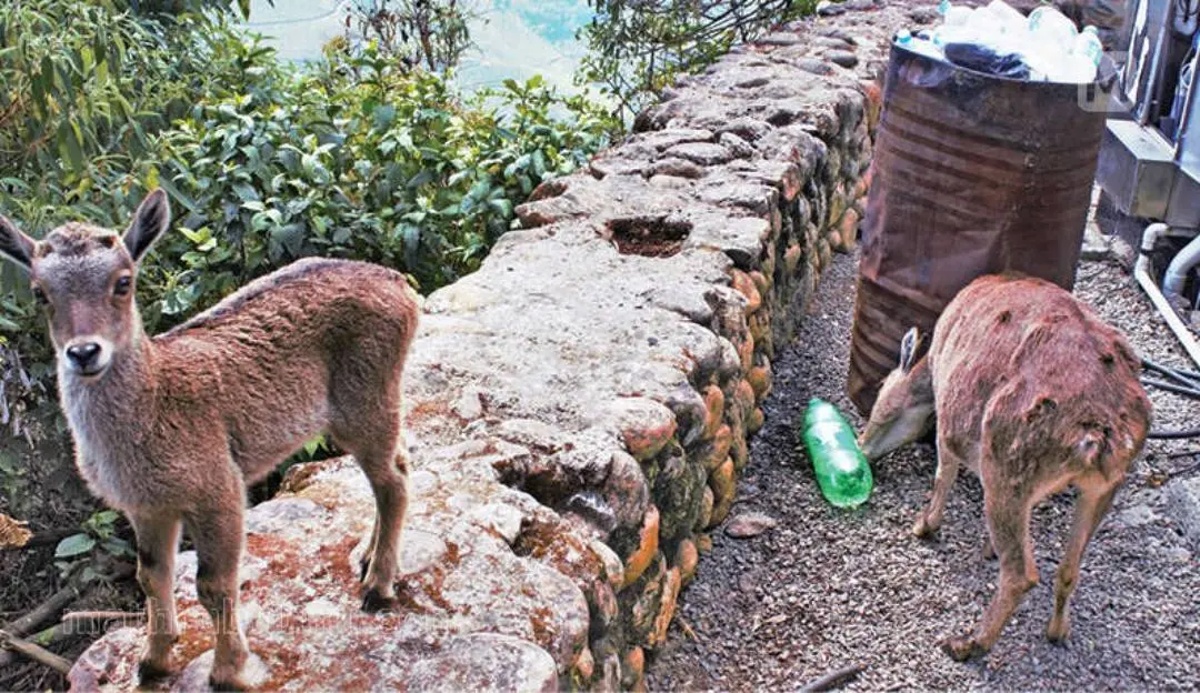 ലോക വനദിനത്തോട് അനുബന്ധിച്ച് മാതൃഭൂമി പ്രസിദ്ധീകരിച്ച ചിത്രം
