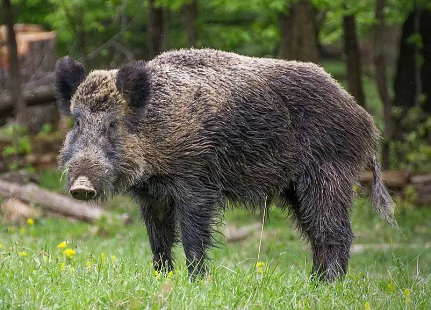 By Valentin Panzirsch - File:Wildschein, Nähe Pulverstampftor.jpg, CC BY-SA 3.0 at, https://commons.wikimedia.org/w/index.php?curid=46902117