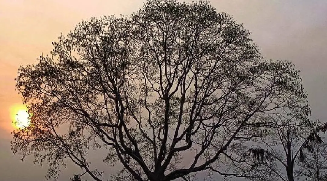 ഫോട്ടോ കടപ്പാട്: പി.കെ ഭാഗ്യലക്ഷ്മി
