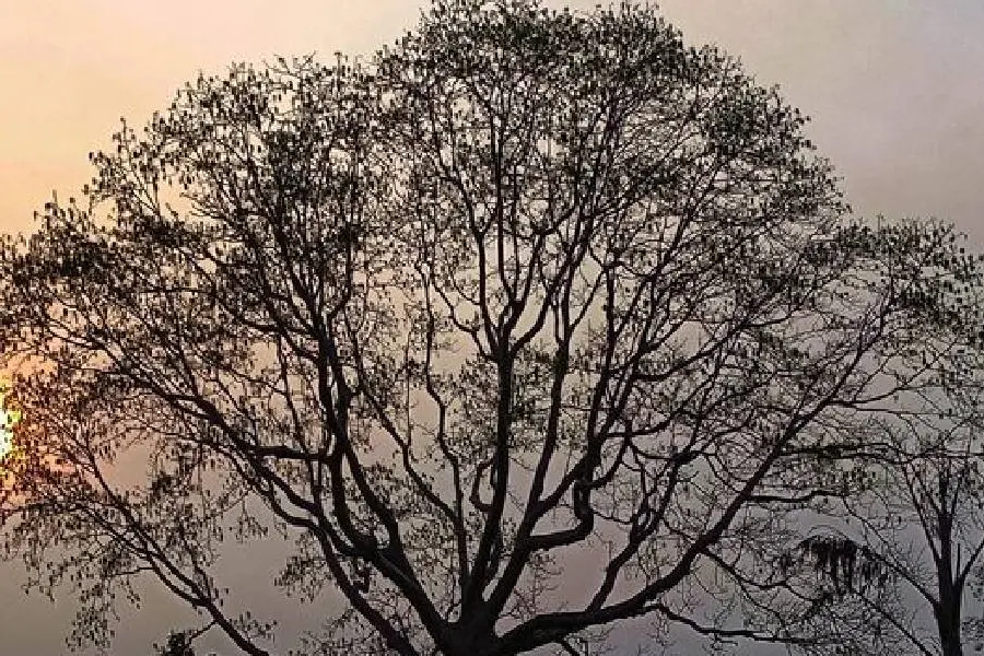 ലോക കവിതാദിനത്തില് വിജില ചിറപ്പാടിന്റെ കവിത: 'ഏകാന്തതയുടെ അപാരസാമ്യത'