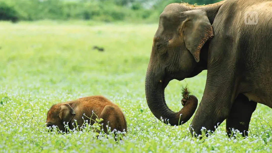 കാട്ടാനയും ആനക്കുട്ടിയും, ബന്ദിപ്പൂര് വനമേഖലയില് നിന്നുളള ദൃശ്യം | ഫോട്ടോ:ജയേഷ് പി
