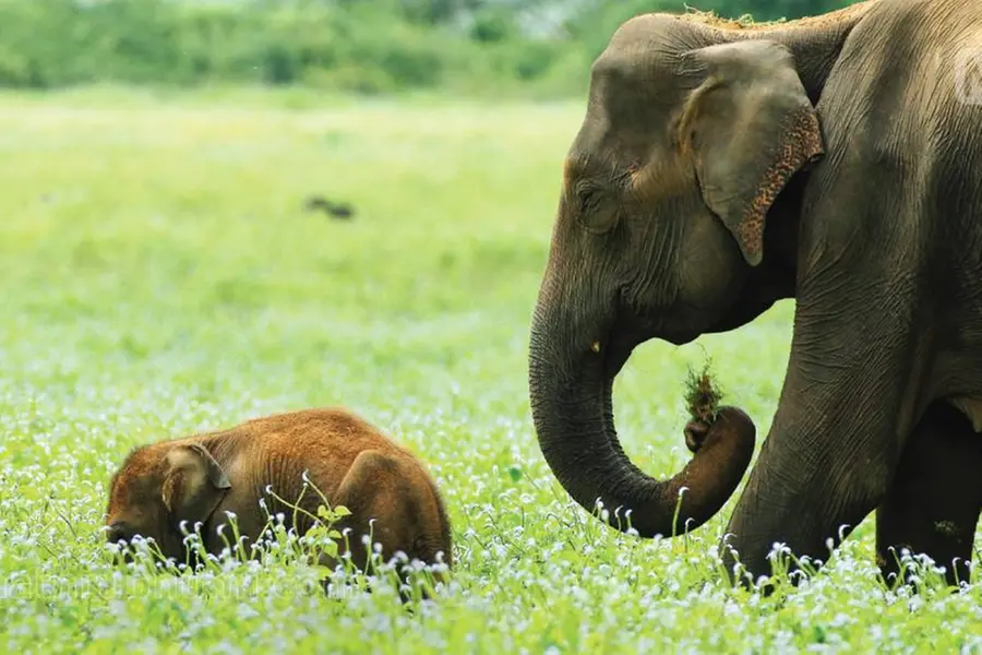 പരമ്പരാഗത ആനത്താരകള് കണ്ടെത്തി വിജ്ഞാപനം ചെയ്യും; സംരക്ഷണത്തിന് കൂടുതല് നടപടികള്