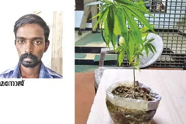 ഭര്ത്താവ് മര്ദ്ദിക്കുന്നെന്ന് പരാതി; അന്വേഷിക്കാനെത്തിയ പോലീസ് കണ്ടത് കഞ്ചാവ് കൃഷി