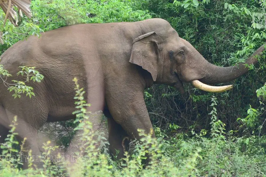 ആനകളുടെ സാന്നിധ്യം തിരിച്ചറിയും, തൊട്ടുപിന്നാലെ ഗതാഗത നിയന്ത്രണം; സൈറണ്‍ സംവിധാനവുമായി ഒഡീഷ