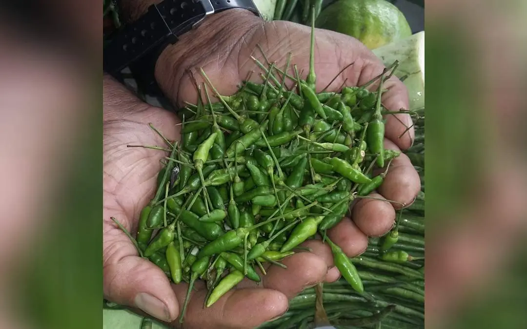 പച്ചമുളക്