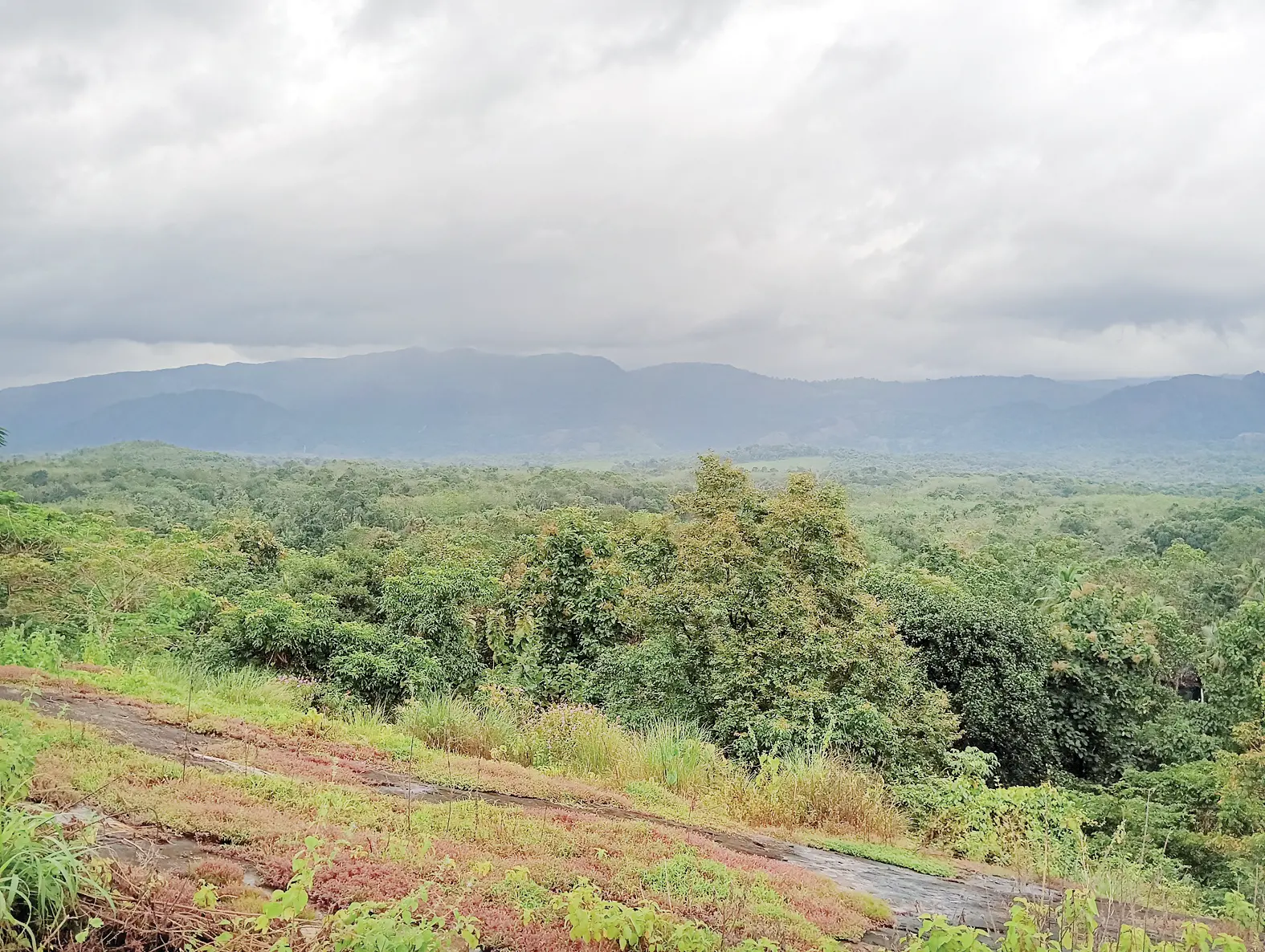 അമയപ്ര പാറയിൽ നിന്നുള്ള വാഴത്തോപ്പ് പെരിങ്ങാശ്ശേരി മലകളുടെ ദൃശ്യം | ഫോട്ടോ: മാതൃഭൂമി