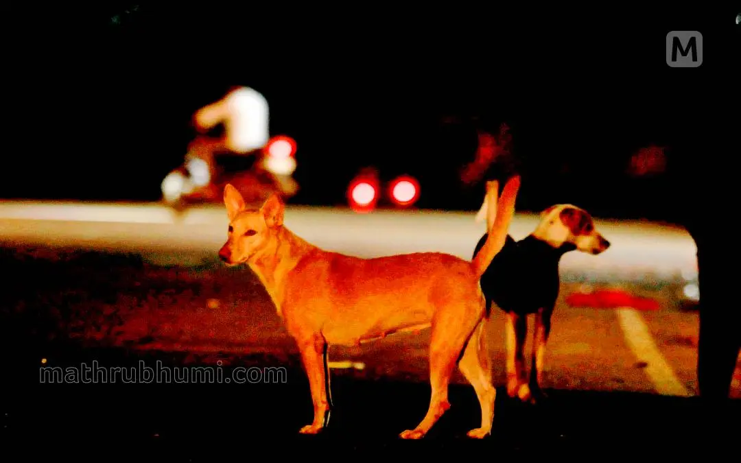 Representative Image | Photo: Mathrubhumi