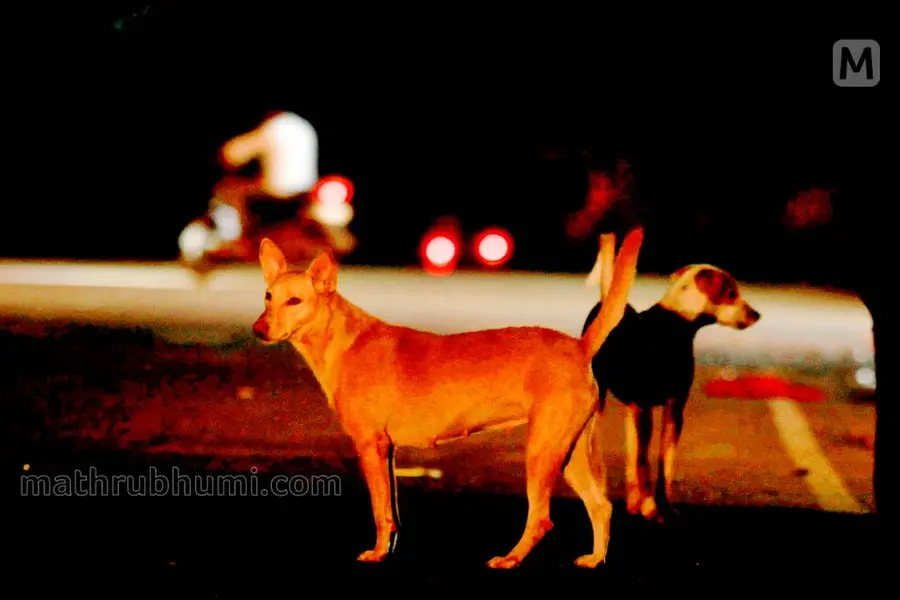 രാജ്യത്ത് 6 വര്ഷത്തിനുള്ളില് പേവിഷബാധ നിര്മാര്ജനം; കര്മപദ്ധതിയുമായി കേന്ദ്ര ആരോഗ്യമന്ത്രാലയം