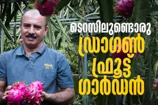 അമ്പതിലധികം വെറൈറ്റികള്‍; ടെറസില്‍ ഡ്രാഗണ്‍ഫ്രൂട്ട് കൃഷിയുമായി വിസ്മയം തീര്‍ത്ത് ഹുസ്സന്‍