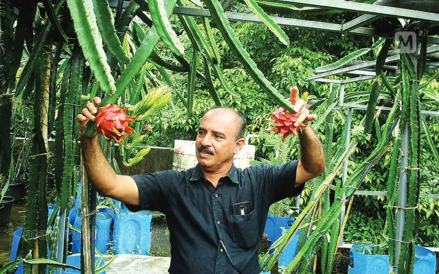 ഹുസ്സൻ മട്ടുപ്പാവിലെ ഡ്രാഗൺഫ്രൂട്ട് കൃഷിയിടത്തിൽ