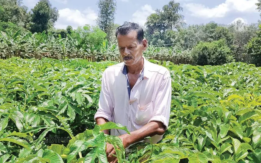 പുലിയാനാംകുന്ന് ഒടുങ്ങാട്ട്കുന്ന് ശ്രീധരന് കൃഷിയിടത്തില്