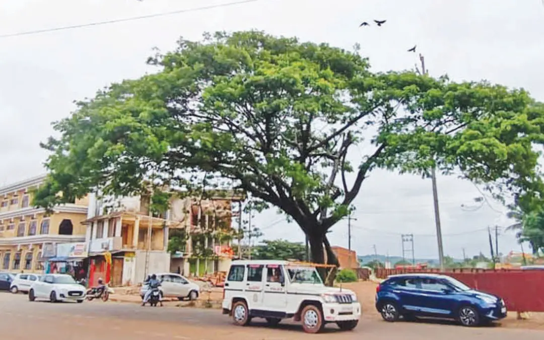 ചെർക്കള ജങ്ഷനിൽ മുറിക്കാതെ നിലനിർത്തിയ മരം