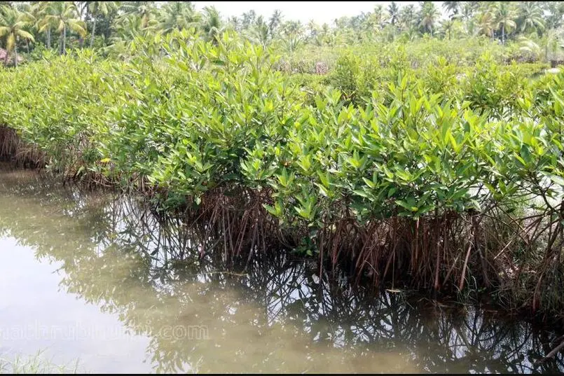 2070 ഓടെ രാജ്യത്തെ കണ്ടല്ക്കാടുകള് 50 ശതമാനമായി ചുരുങ്ങിയേക്കും-പഠനം