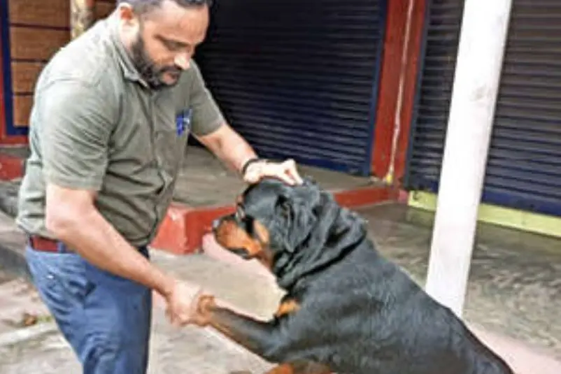 റോഡരികിലൊരു റോട്ട് വീലര്; ആദ്യം ഭയം, തിരിച്ചറിഞ്ഞപ്പോള് ആവശ്യക്കാരേറെ