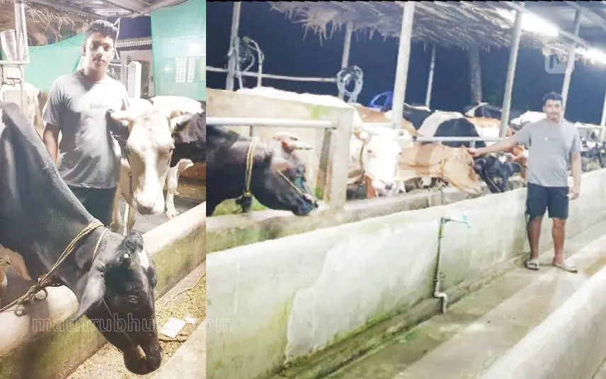 അലന്‍ പശുക്കള്‍ക്കൊപ്പം, കാലികള്‍നിറഞ്ഞ അലന്റെ തൊഴുത്ത്
