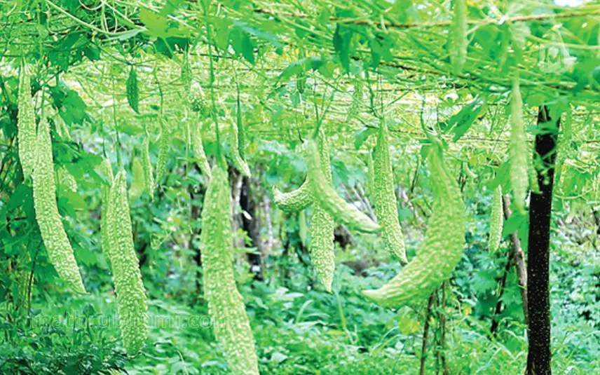 പേര്യയിലെ പാവല്‍ക്കൃഷി