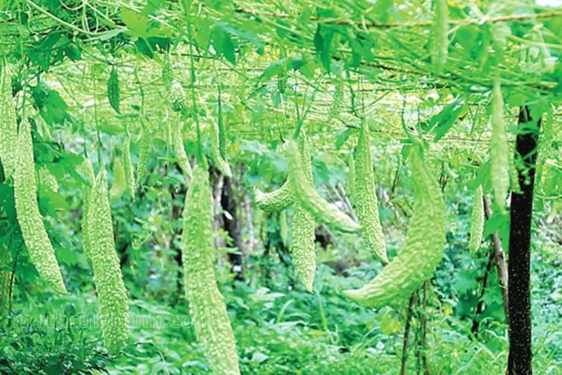 കുരങ്ങിനെ പേടിക്കേണ്ട, ചെലവും കുറവ്; പാവല്ക്കൃഷിക്ക് 'മധുര'മേറുന്നു