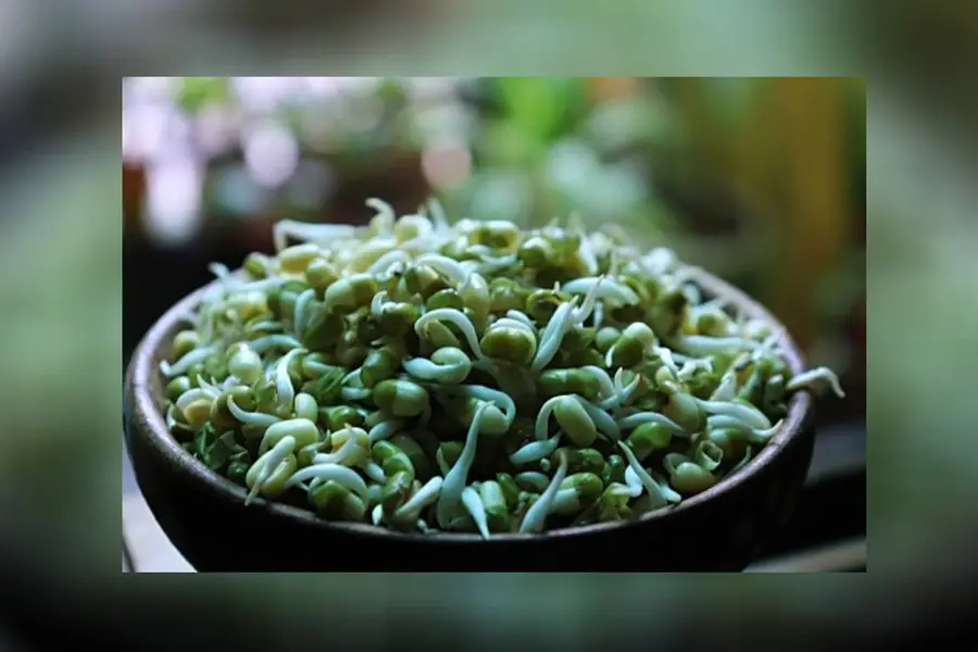 മുളപ്പിച്ച ധാന്യങ്ങള് പ്രഭാതഭക്ഷണത്തില് ഉള്പ്പെടുത്തിയാല് നേട്ടങ്ങള് ഇതൊക്കെയാണ്