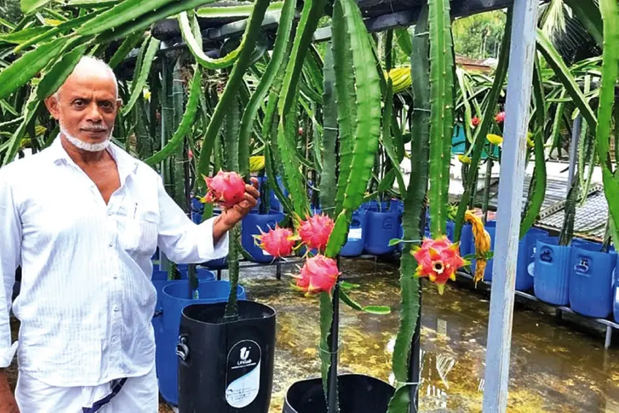 ആടുവളര്ത്തല് നിര്ത്തിയപ്പോള് പരീക്ഷണം; ഹിറ്റായി മുഹമ്മദിന്റെ ടെറസിലെ ഡ്രാഗണ് ഫ്രൂട്ട് കൃഷി