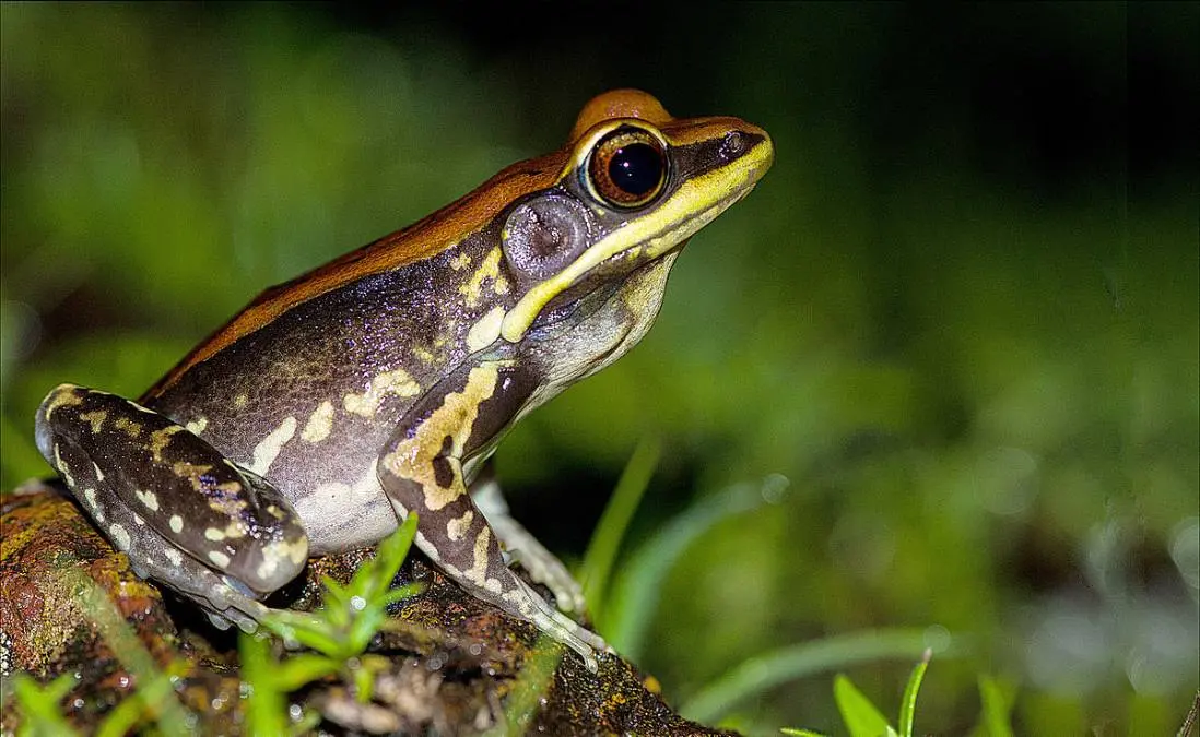 മണാട്ടിത്തവളകള് Fungoid Frog | Photo-Wiki/By Uajith - Own work, CC BY-SA 3.0, https://commons.wikimedia.org/w/index.php?curid=41660701