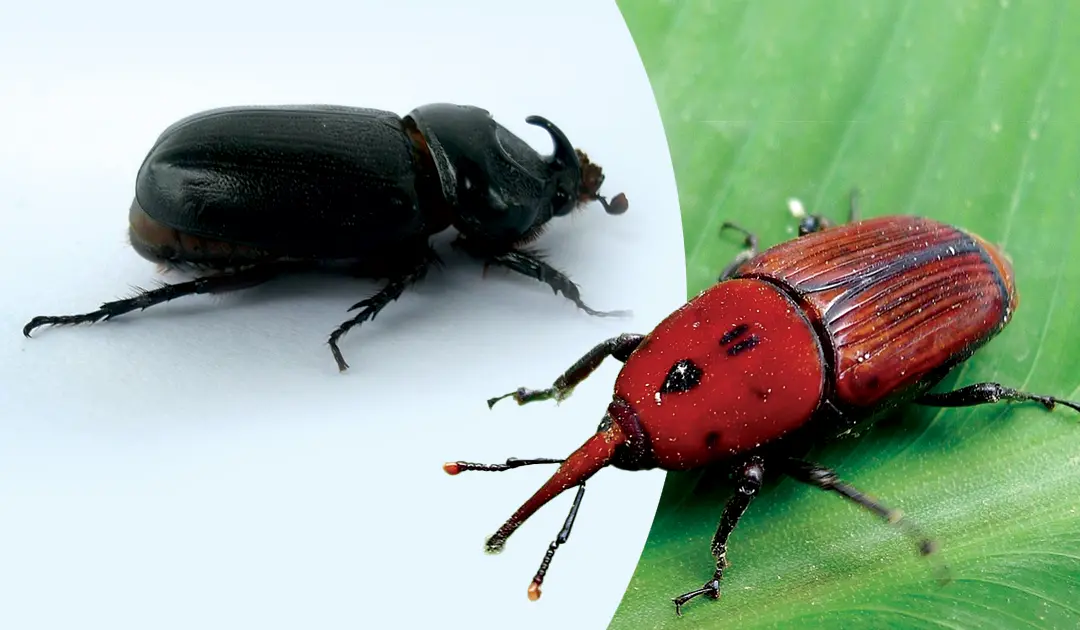 കൊമ്പൻ ചെല്ലിയും ചെമ്പൻ ചെല്ലിയും