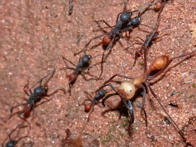 പട്ടാള ഉറുമ്പുകൾ | Alex Wild, CC0, via Wikimedia Commons