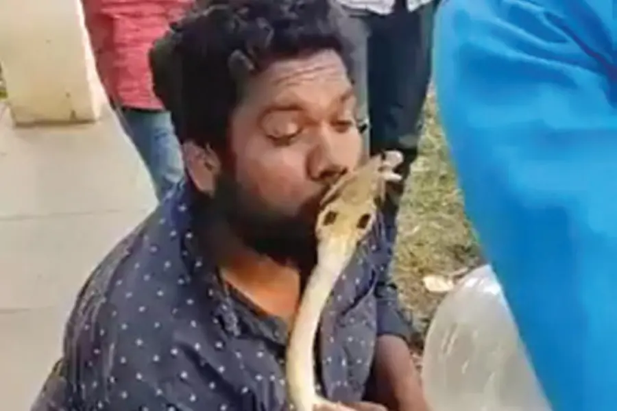 മൂര്ഖന്പാമ്പിനെ പിടികൂടിയ ശേഷം ചുംബിച്ചു; യുവാവിന് ചുണ്ടില് കടിയേറ്റു