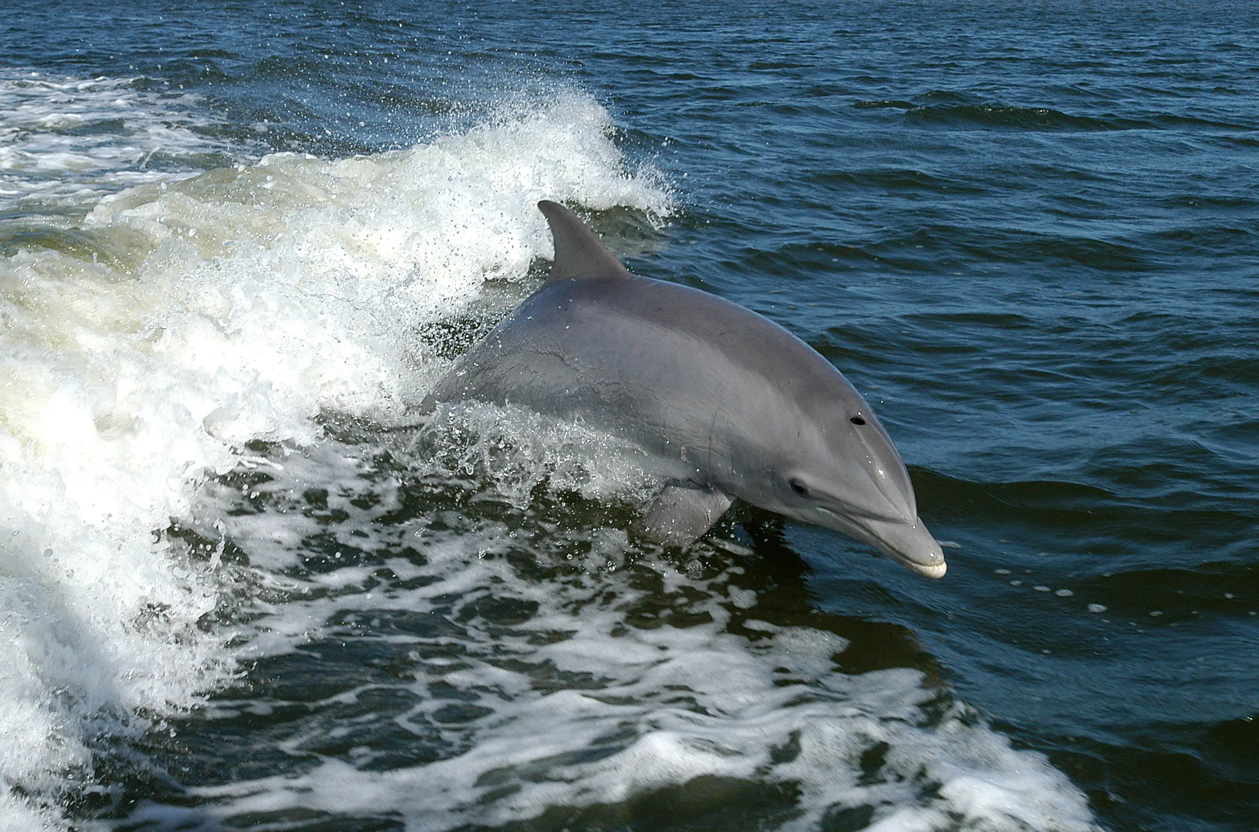കുപ്പിമൂക്കൻ അഥവാ Bottlenose Dolphin | Photo: NASA, Public domain, via Wikimedia Commons