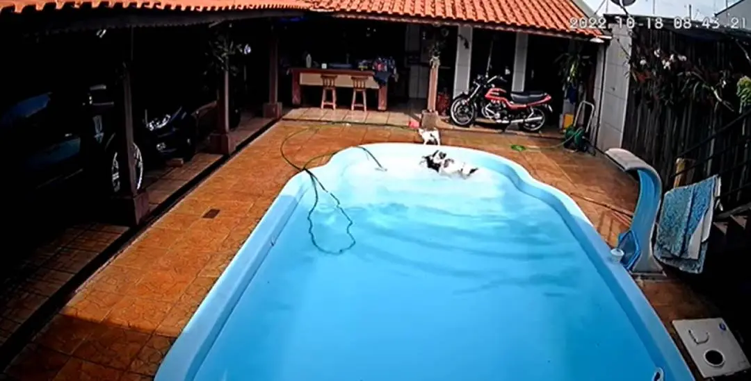 പൂളില് വീണ നായ്ക്കുട്ടിയെ രക്ഷിക്കുന്ന പിറ്റ്ബുള്