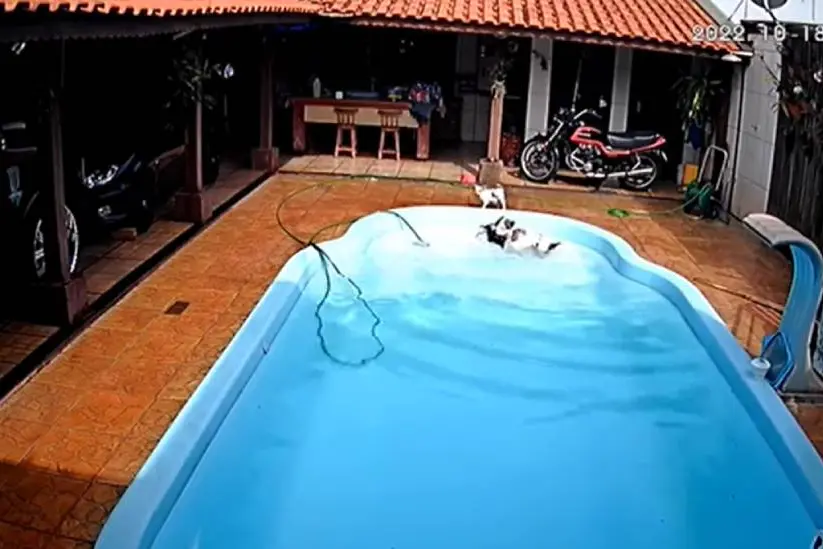 സ്വിമ്മിങ് പൂളില് വീണ കുഞ്ഞുനായയെ ചാടിയെടുത്ത് കരയ്ക്കെത്തിച്ചു; നായയുടെ വീഡിയോ വൈറല്